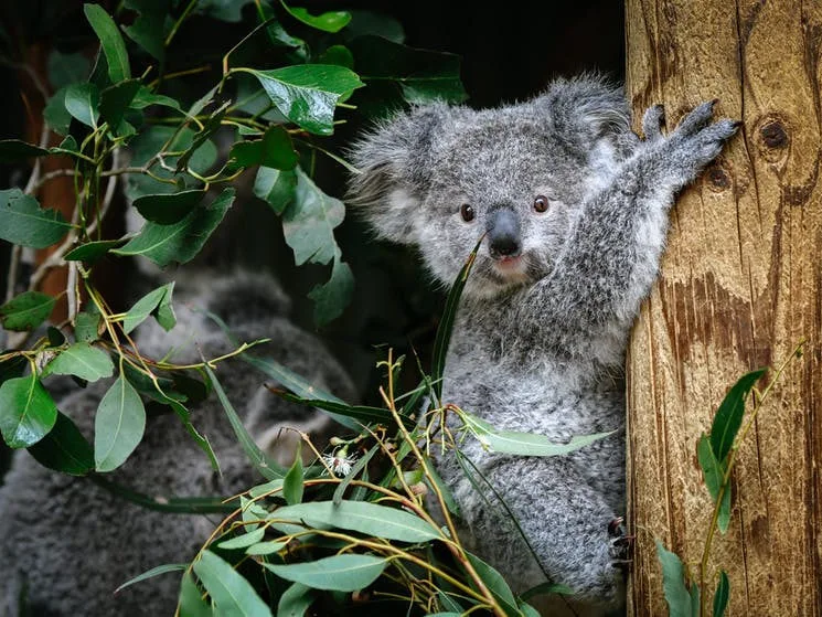 Australia & Oceania travel inspiration